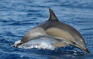 Bryde's Whale :: Whale Species in Gran Canaria